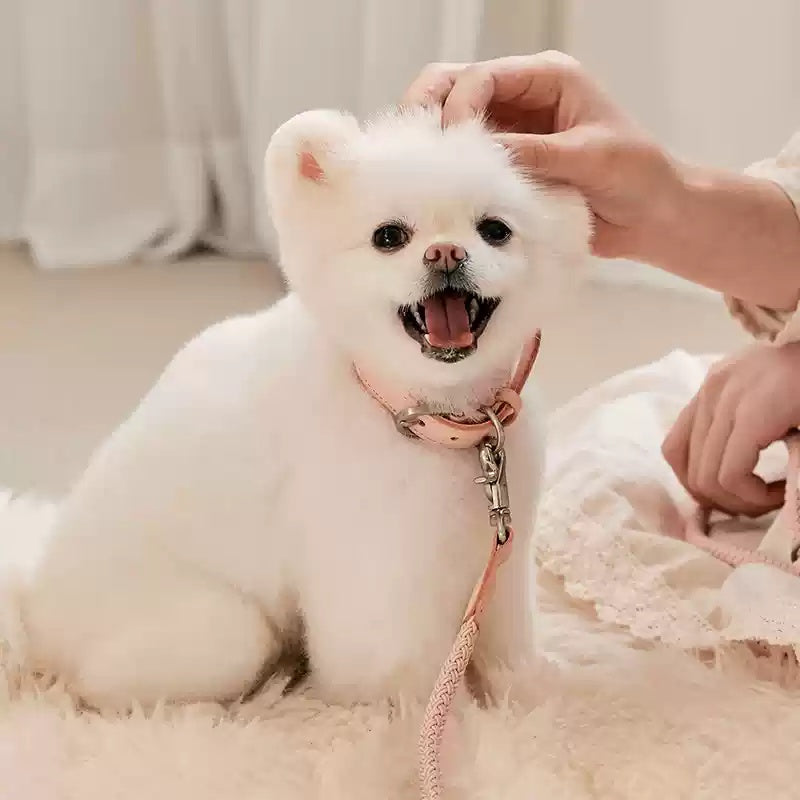 The Perfect Leather Pet Collar And Leash Set