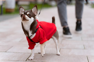 Stylish Pet Apparel for Every Adventure