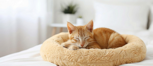 Cozy Pet Beds for Comfortable Rest