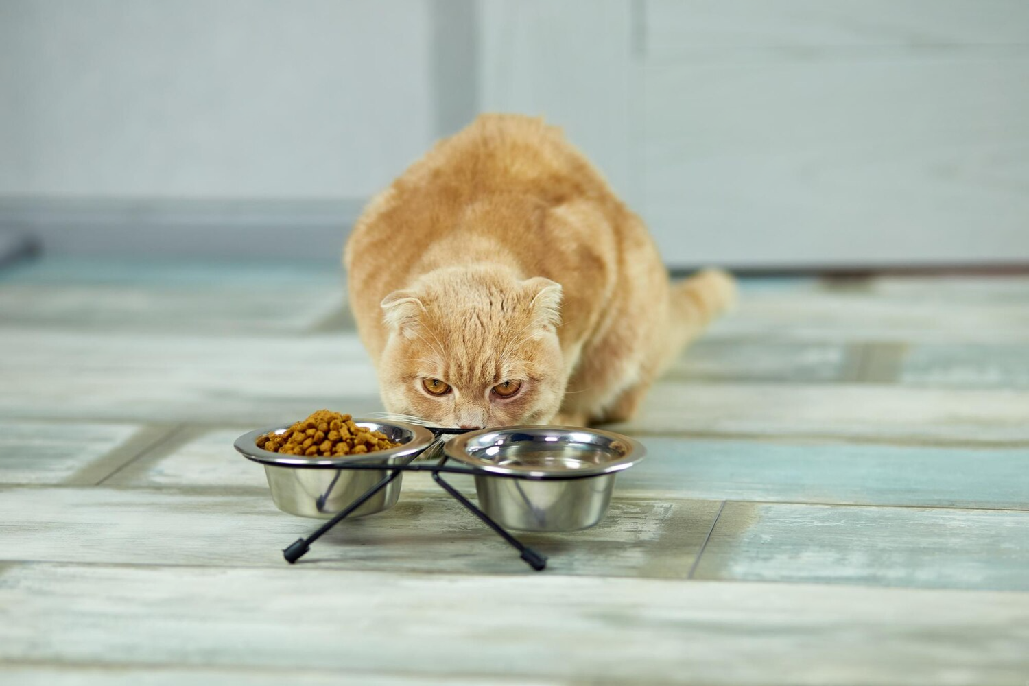 Feeding Supplies for Easier Mealtimes